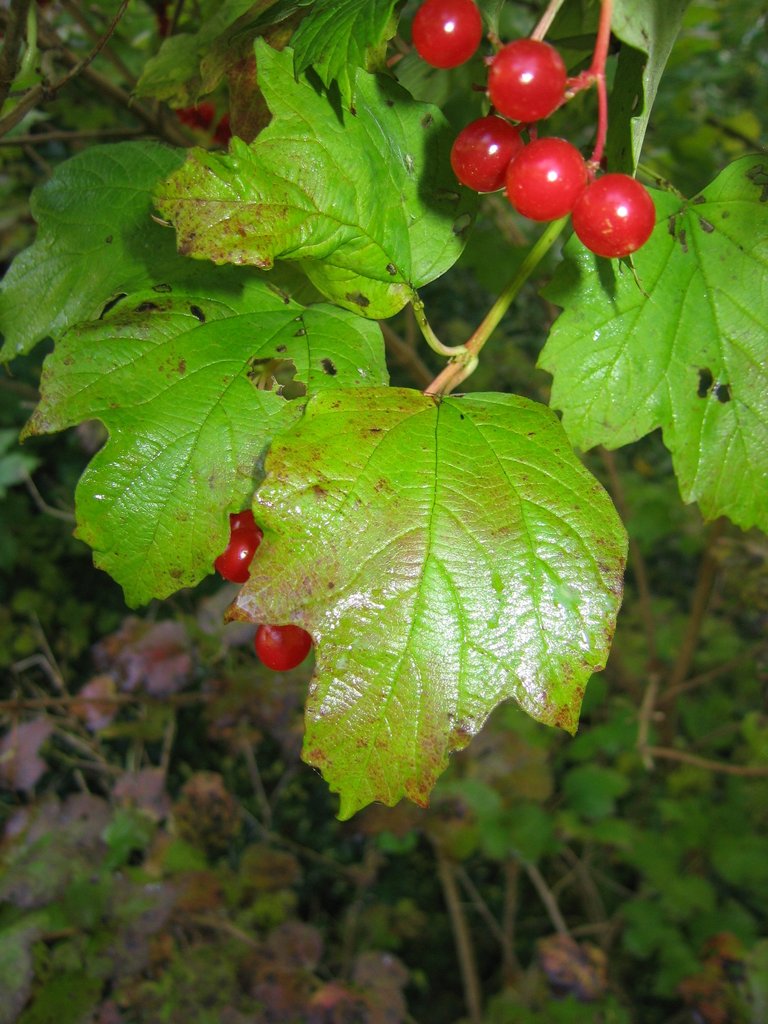 Viburnum opulus